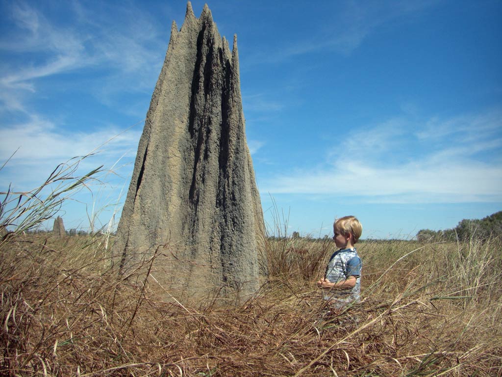 Boy Meets Termite World