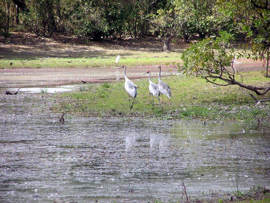 Brolgas at Horshoe Lagoon Lakefield NP