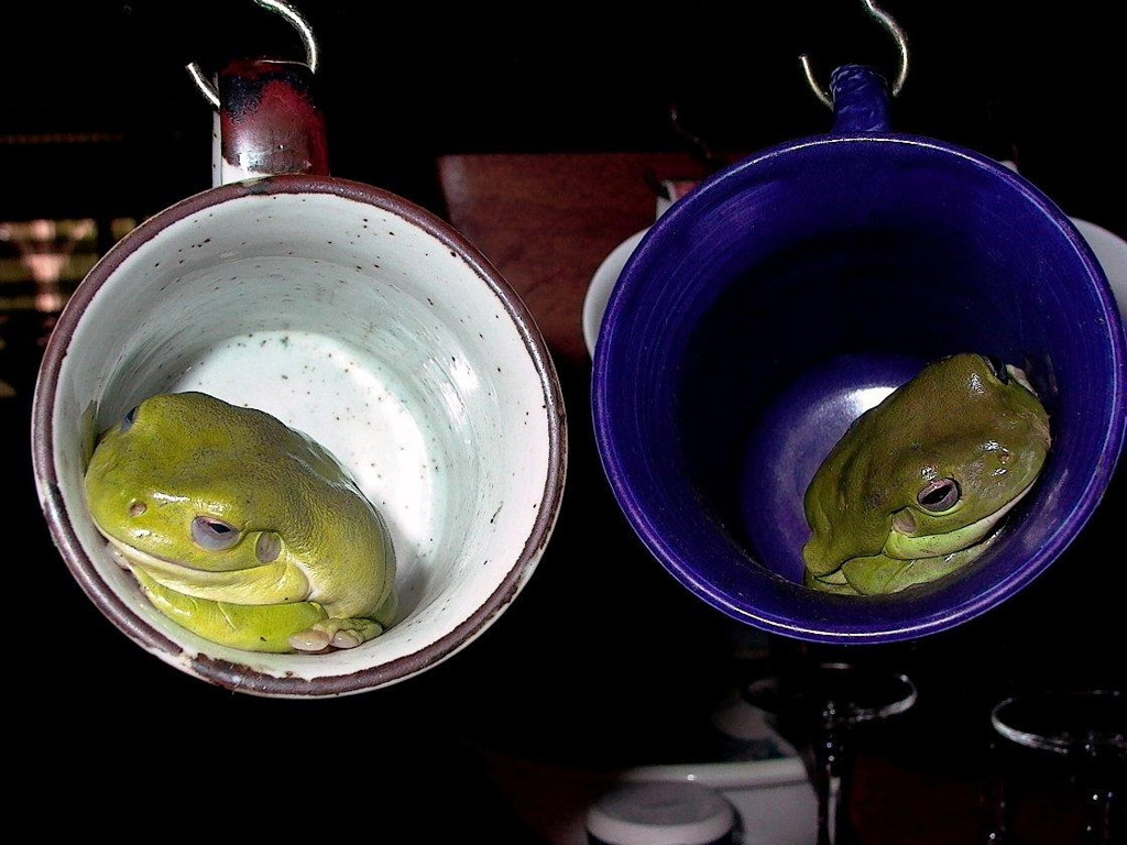 Cup Frog and Boyfriend