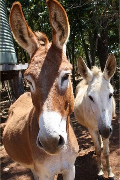 Local Lads of Cooktown