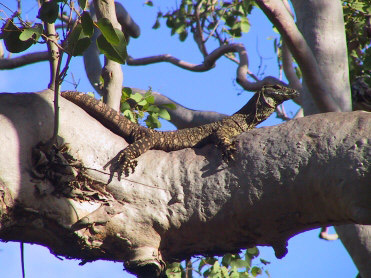 Lazing in the Sun