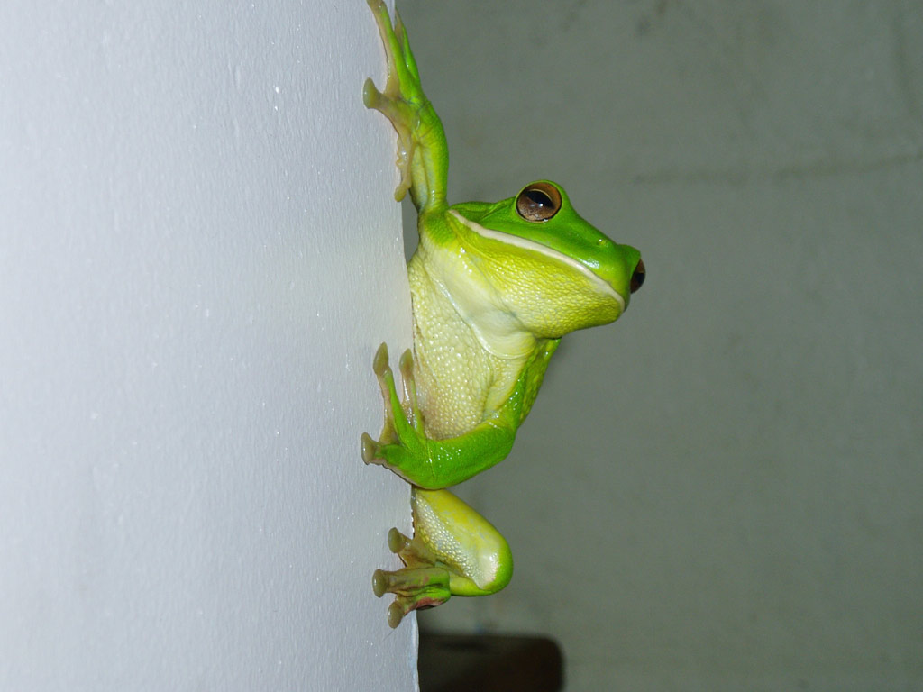 Green Tree Frog