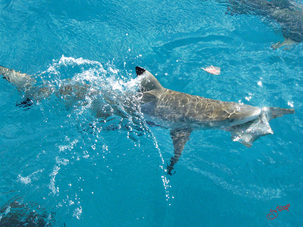 Reef Shark