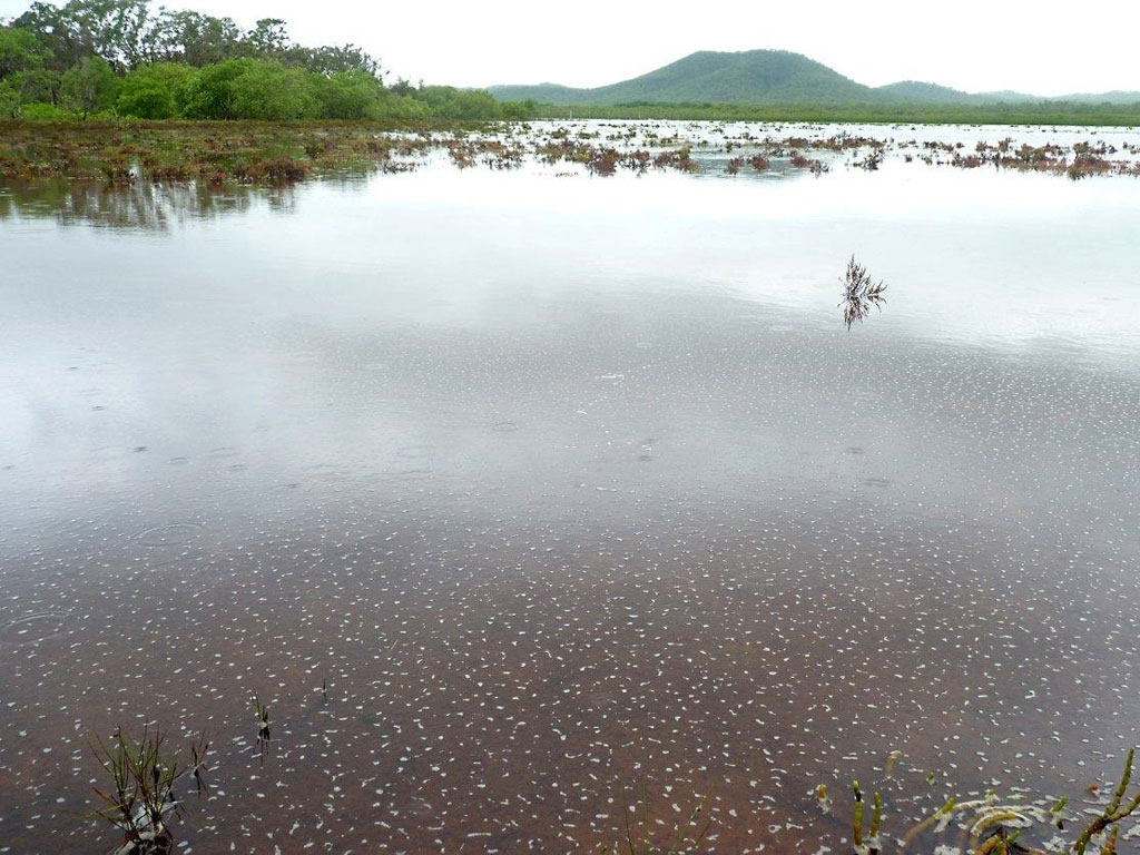 Salt Plains Near Marton