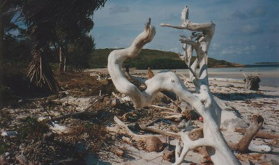 Driftwood__Cape_Grenville_-richard.JPG