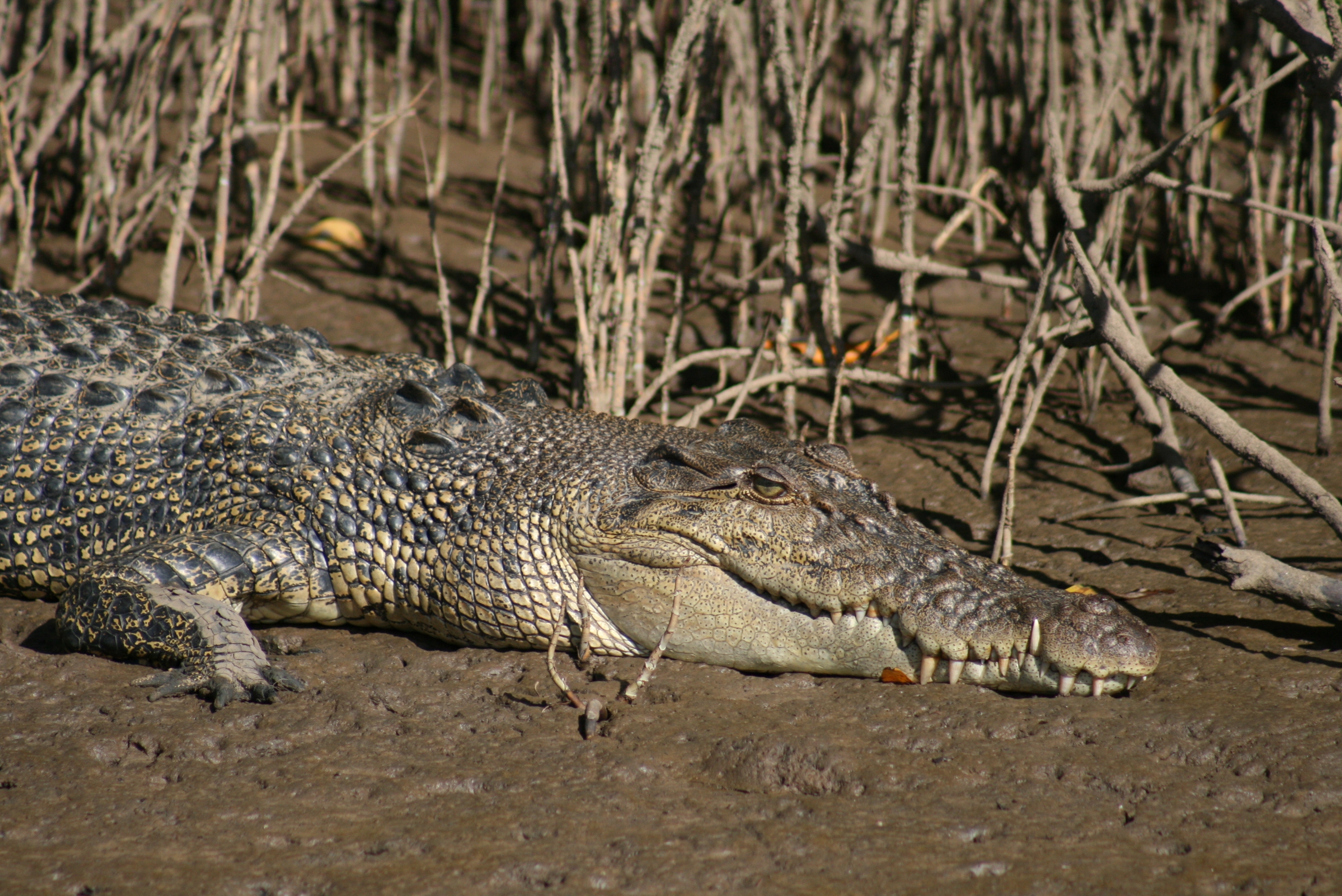 Endeavour_River_crocodile_-kylie.JPG