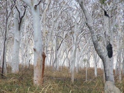 ghost_trees_-sharon.JPG