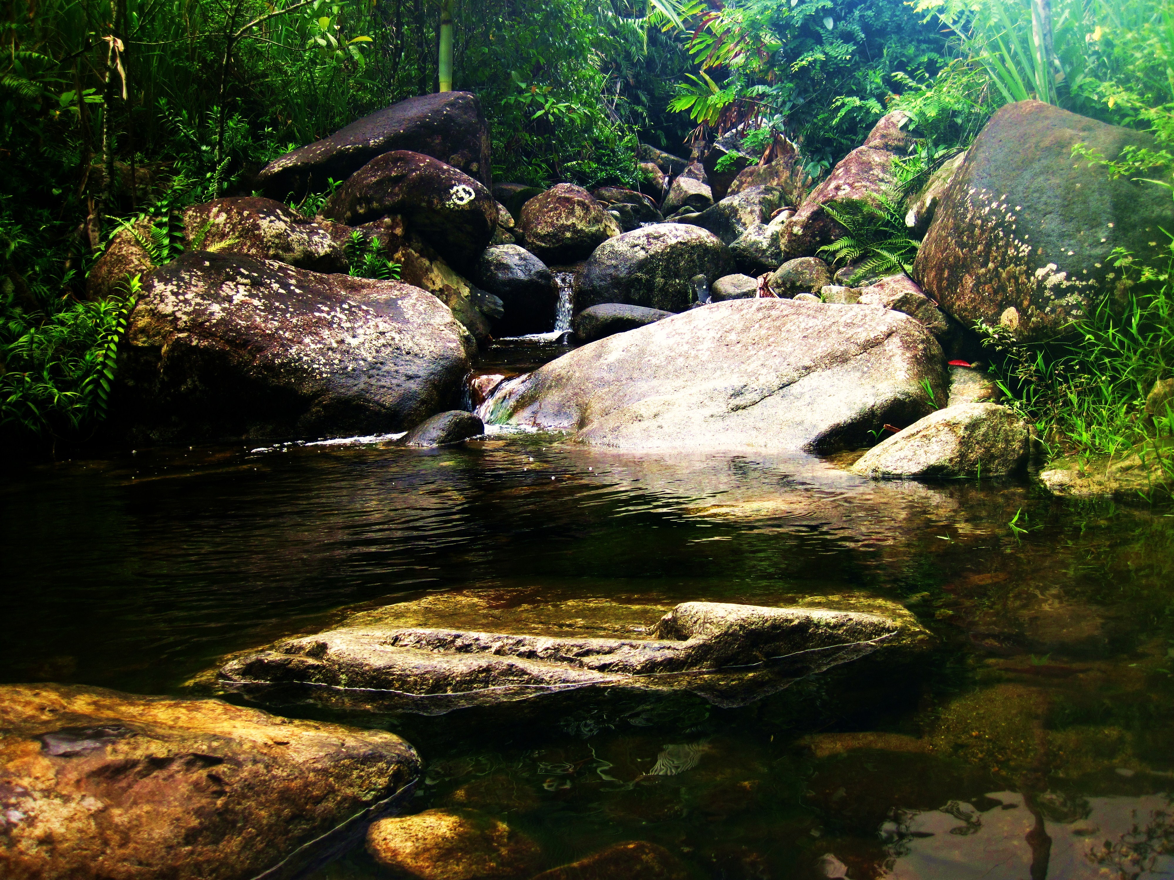 rocky_rainforest_creek-alf.JPG