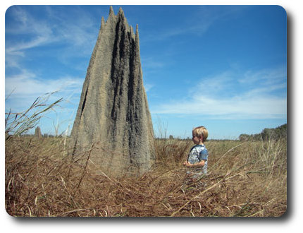 Boy Meets Termite World