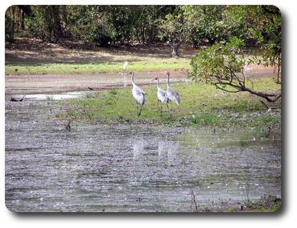 Brolgas at Horshoe Lagoon Lakefield NP