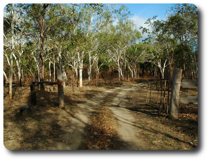 Country Road, Cape York Peninsula