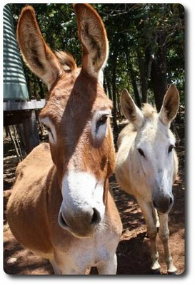 Local Lads of Cooktown