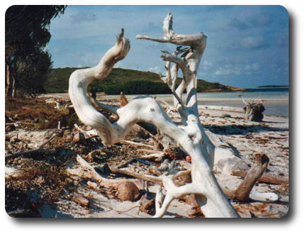 Driftwood, Cape Grenville