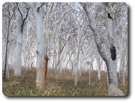 Ghostly Trees