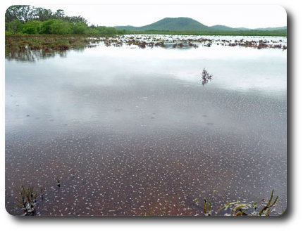 Salt Plains Near Marton