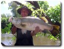 Barramundi. Courtesy Gone Fishing