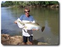 Barramundi Courtesy The Lure Shop