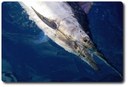 Black marlin Courtesy The Lure Shop