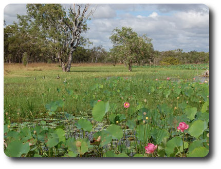 Magpie Geese, Red Lily Lagoon