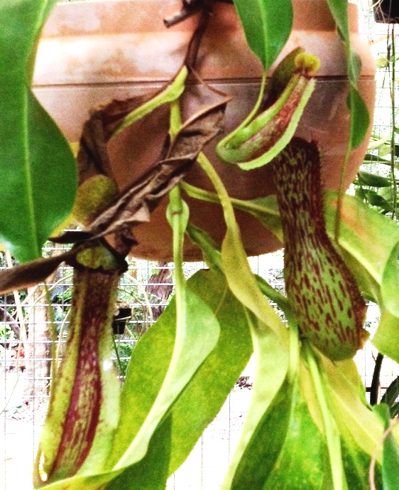 Pitcher plant