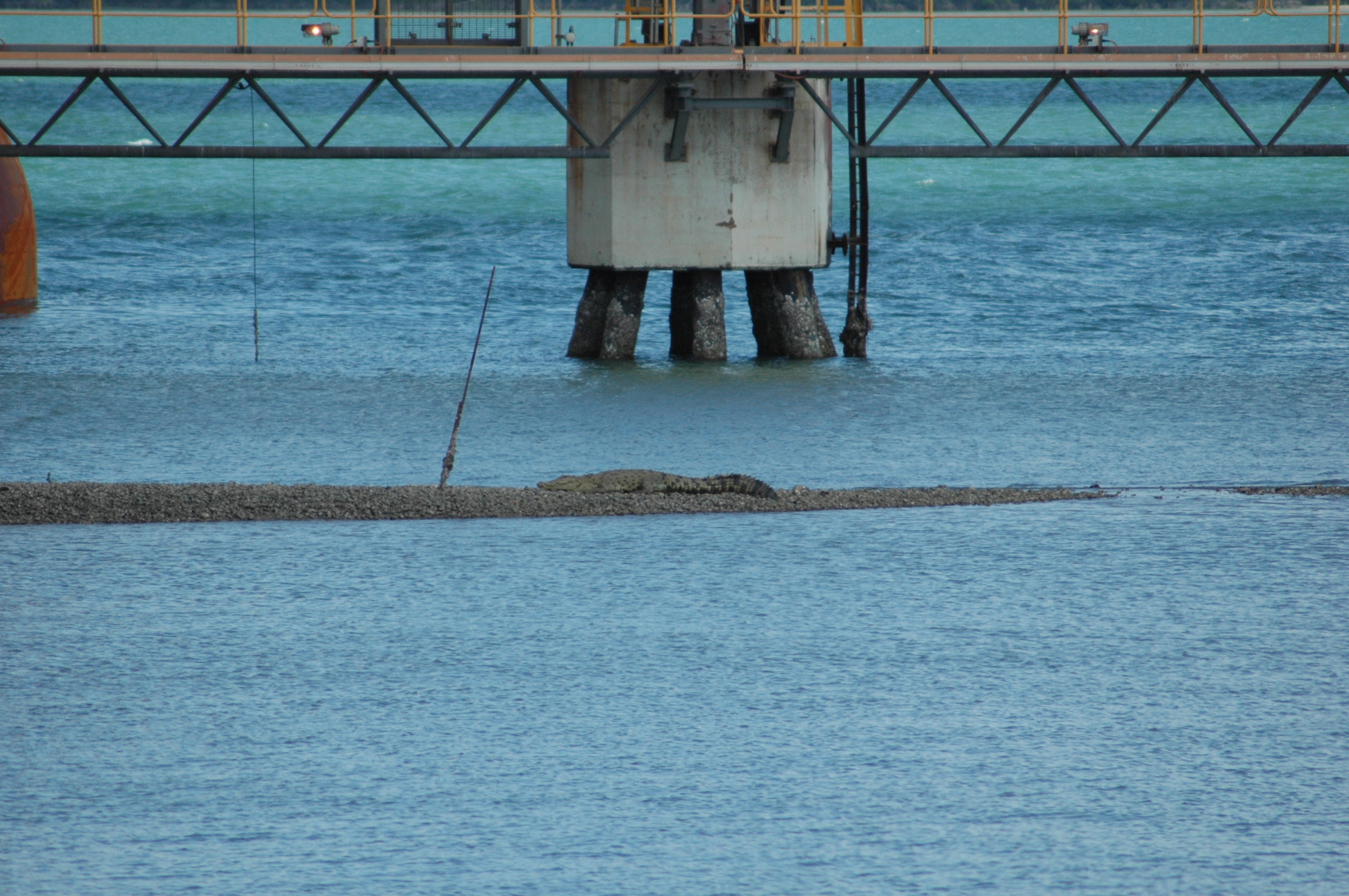 Weipa crocodile