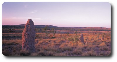 Ant Hills, Lakefield National Park, Queensland