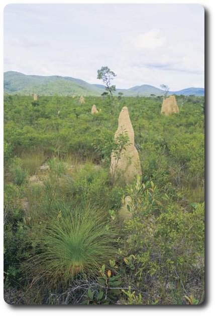 Termite Mounds Iron Range National Park, Queensland