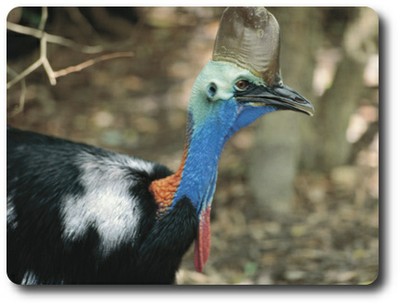 Flightless Cassowary