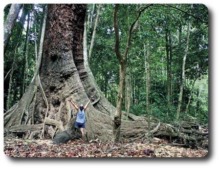 Giant Ficus, Iron Range National Park, Queensland