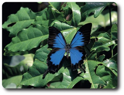 Ulysses Butterfly