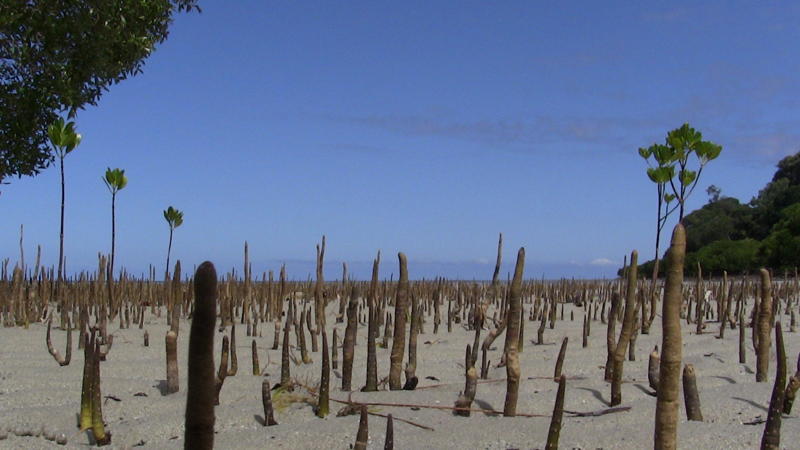 Daintree 4WD Tours